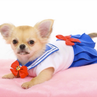 Illustration for article titled Small Dogs Cosplaying as Sailor Moon Characters